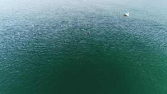 一头鲸鱼在海上翻身