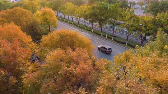 秋日时的城市道路