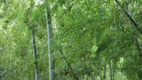 下雨天竹林景观特写，竹节挺拔竹叶繁茂