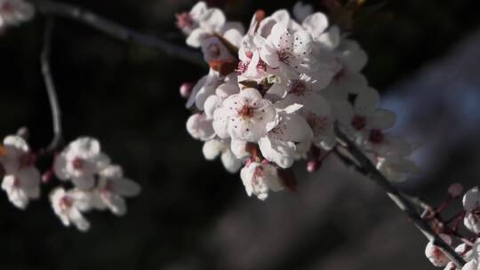 樱花春天樱花开放