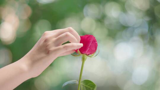 美女 沐浴 花瓣