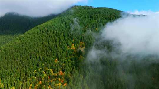 绿色迷雾森林山林植物林地