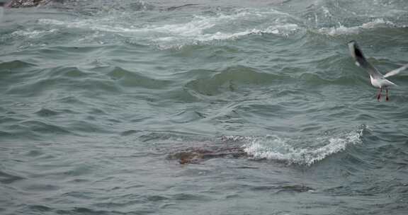 大海海面飞翔的海鸥