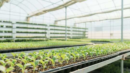 温室大棚内蔬菜幼苗素材