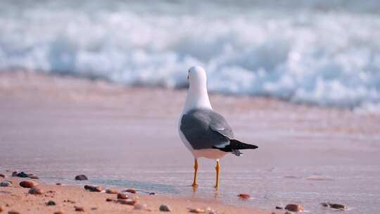 沙滩海滩上的海鸥休息的海鸥