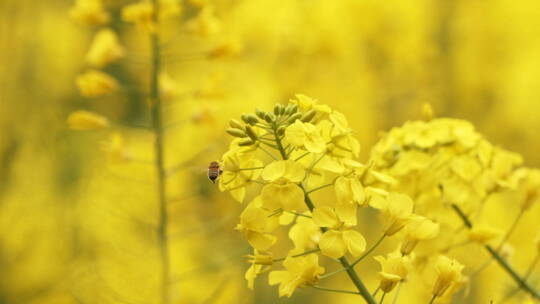 蜜蜂油菜花上采蜜