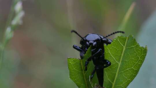 黑色甲虫在吃树叶