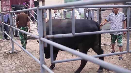 高档肉牛出栏装车屠宰视频素材模板下载