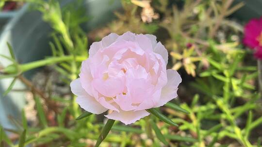 粉色太阳花花朵