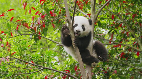 可爱国宝大熊猫幼崽小宝宝爬树玩耍萌