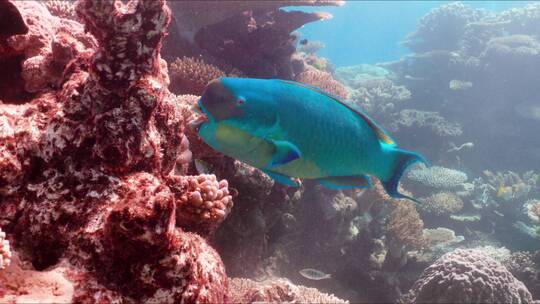 鱼在热带珊瑚礁游泳