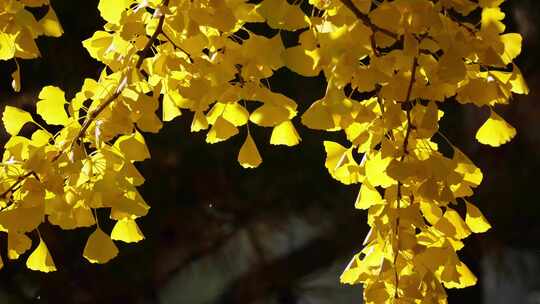 金色银杏树叶叶子植物秋景初秋空镜