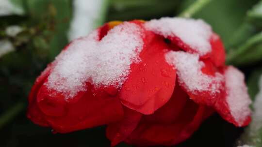 雪中郁金香 郁金香开花 惊蛰 雪中花朵