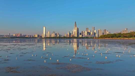 深圳湾公园候鸟