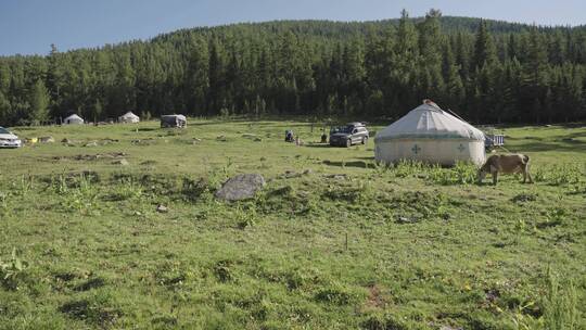 航拍新疆草原天然牧场牛群