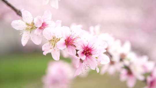 桃花盛开桃花源