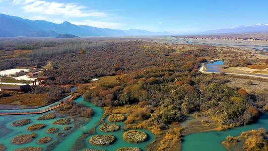 新疆乌什县沙棘林视频素材模板下载