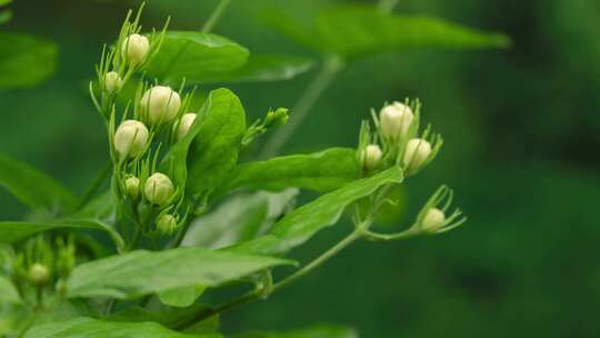 茉莉花花苞60帧