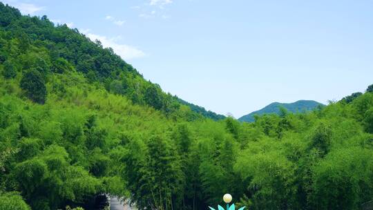 4K唯美航怕竹林竹子山川重渡沟景区