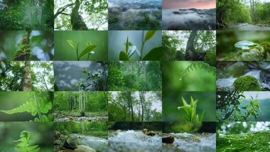 4k古茶园有机茶茶叶春茶古树茶茶山航拍茶高清在线视频素材下载