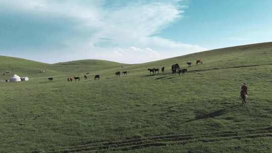 牧人在草原上放牧视频素材模板下载