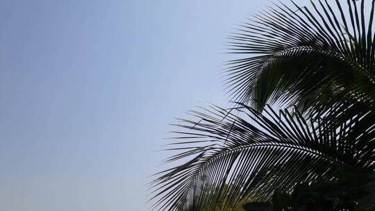 微风吹过棕榈树 