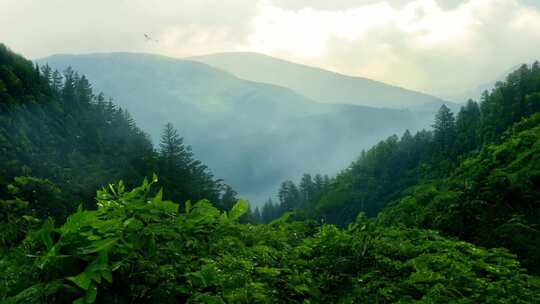 雨后阳光雨滴山间云雾水滴自然