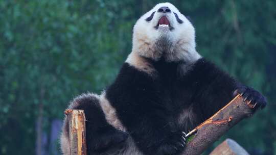爬树的大熊猫视频合集