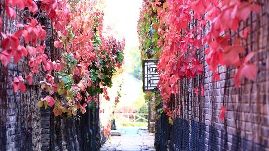 秋季巷子红叶爬山虎秋色迷人