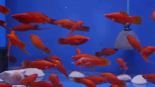 2024广州动物园游览金鱼水族馆