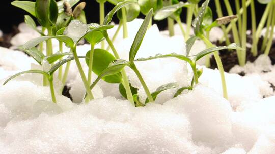 冰雪融化种子发芽生长