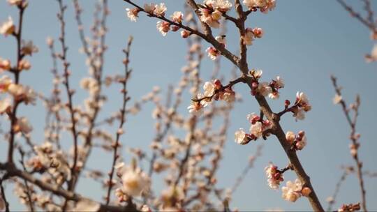 春天的花蕾绽放在杏树的枝头上视频素材模板下载