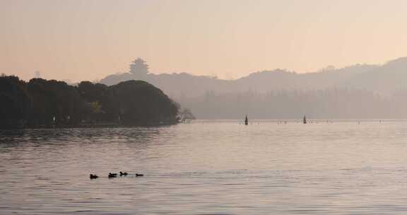 杭州西湖清晨湖面鸳鸯一家空镜