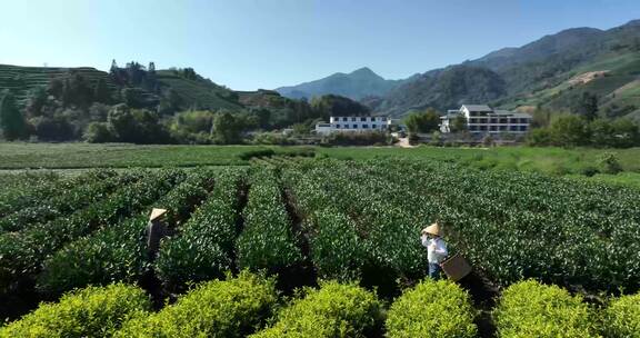 茶叶茶园武夷山茶庄大自然茶园