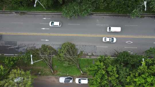 广东东莞：台风吹倒路旁两棵树