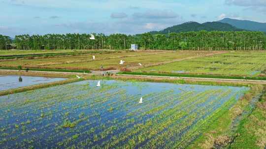 4K升格白鹭群飞湿地乡村农田生态保护航拍