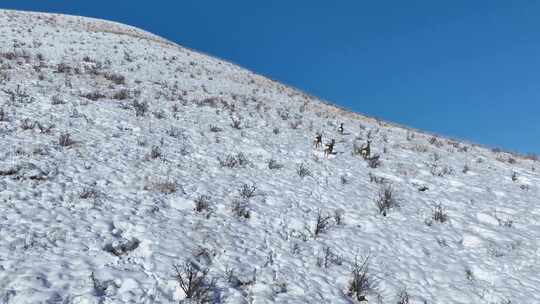 雪原山坡奔跑的狍子