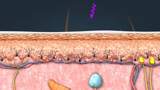 医学皮肤解剖皮肤修复阳光辐射三维动画
