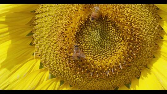 特写向日葵蜜蜂单独镜头视频素材模板下载