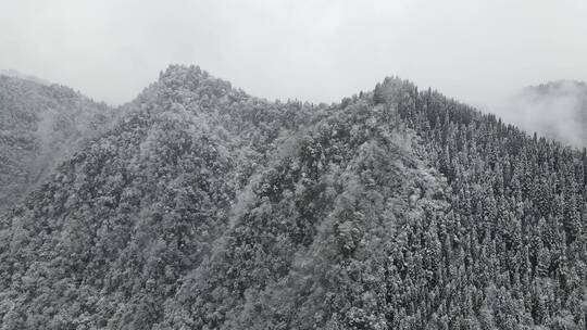 冬天森林雪景