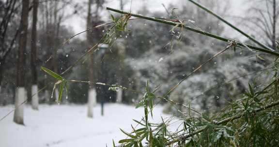 雪花飘洒竹叶上慢镜头