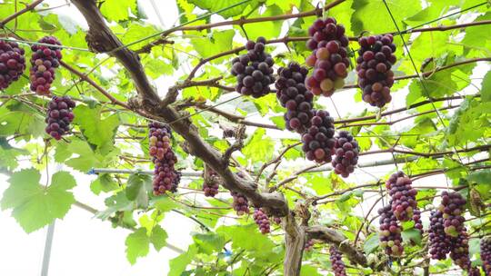 精品葡萄种植