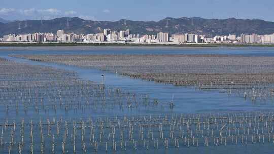 生蚝海上养殖场壮观景象