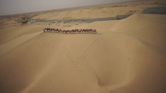 航拍沙漠骆驼队伍实拍视频