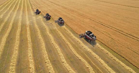 四台收割机完美地收割成熟的麦田