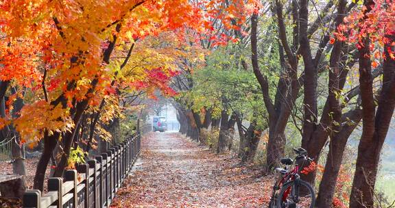 秋天金黄色树叶 树林中的道路