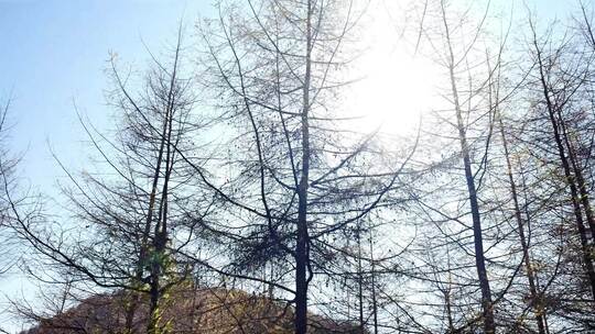 湖北恩施州大山顶林海水杉风景风光森林