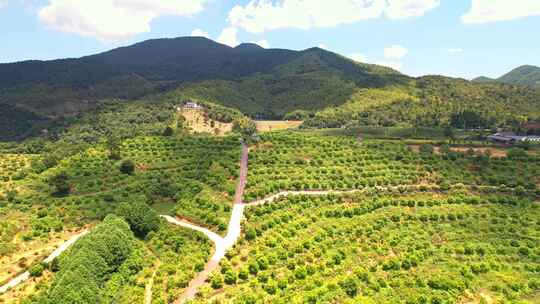 杭州富阳永安山香榧种植基地航拍