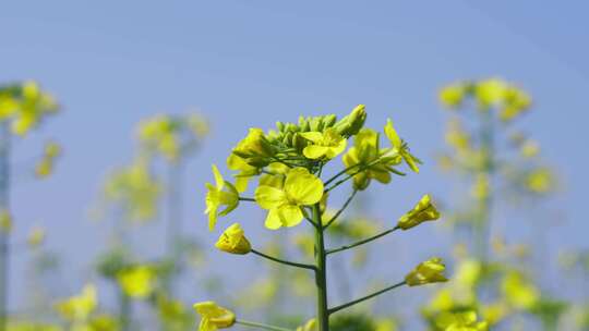 唯美油菜花慢动作视频素材模板下载