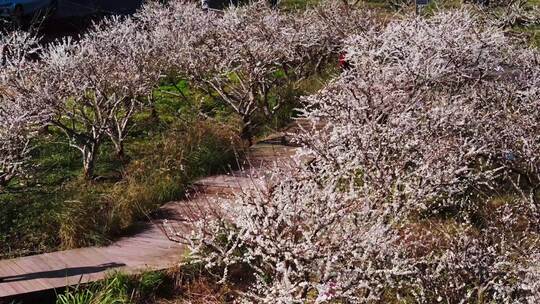 信宜市钱排李花航拍